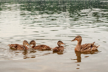 A mother duck and her three ducklings swim in a pond