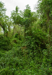 Forest background. View of the green leaves foliage and tree trunks in the jungle.