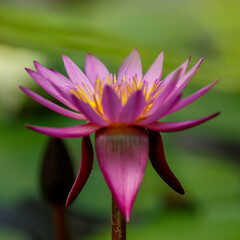 Water lily, or Nymphaea ( lat. Nymphaea ), is a genus of aquatic plants of the Nymphaeaceae family
