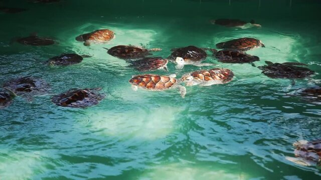 Sea turtle swimming in the pond conservation breeding and hospital and turtle nursery Before releasing into the sea Caribbean Sea in clear blue ocean.