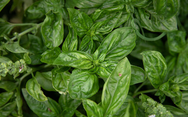 Fresh cooking ingredients growing in the kitchen garden. Closeup view of basil, Ocimum basilicum, green leaves growing in the orchard.