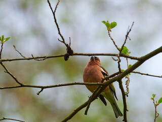 Buchfink, Fringilla coelebs,