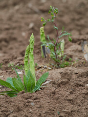 Gemüsespargel, Gemeiner Spargel, Asparagus officinalis,