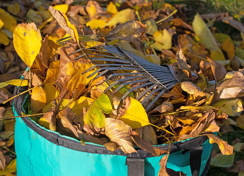 Herbstlaub im Abfallsack mit Laubrechen