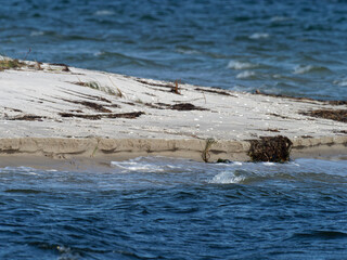 Fototapeta premium Dünen und Neulandbildung an der Ostsee im Nationalpark Vorpommersche Boddenlandschaft, Mecklenburg Vorpommern, Deutschland