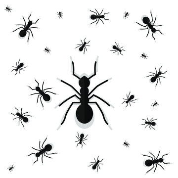 Ants insects vector designs, Ants multiple sizes black and white vector isolated illustration flat simple clear design