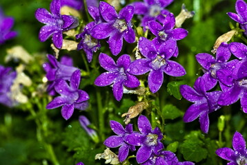 Jakiś gatunek dzwonka ( Campanula) - w rozkwicie (totus floreo !), z kroplami wody na kwiatach.