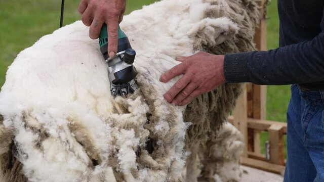 Traditional sheep shearing. Agricultural process of cutting wool for further production of fleece on a farm. Farmer trimming sheep with a shearer.