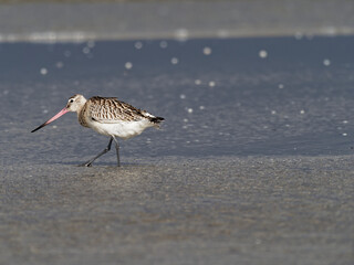 Pfuhlschnepfe, Limosa lapponica