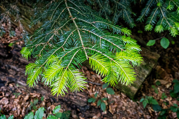 New spruce needles, primeval forest Stuzica, Poloniny, Slovakia