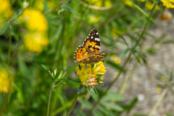 Painted Lady (Vanessa Cardui) Butterfly perched on yellow flower in Zurich, Switzerland.