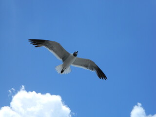 Fototapeta premium gaviota 