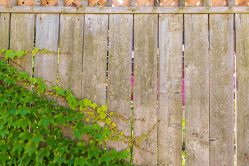 A wooden fence with moss and ivy growing on it.  Verticle boards.  Banner space.