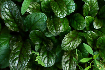 Top view of the green glossy leafs.Good for overlay text.Beautiful bootany background.