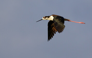 Obraz premium Black-necked stilt (Himantopus mexicanus) flying in blue sky, Galveston, Texas, USA.