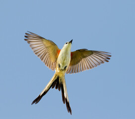 Scissor-tailed flycatcher (Tyrannus forficatus) flying, Galveston, Texas, USA.
