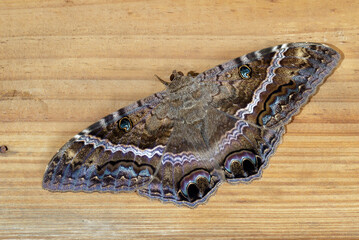Black Witch moth (Ascalapha odorata) on wooden deck, Galveston, Texas, USA.