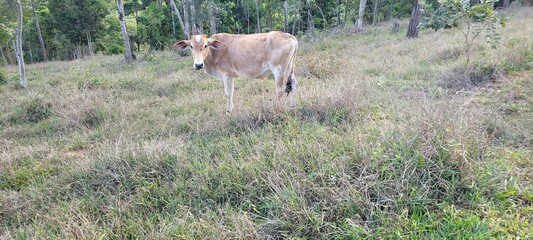 calf in a field