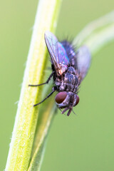 fly on leaf