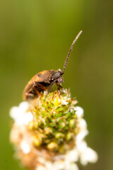 bug on a flower