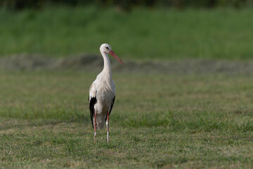 Cigogne blanche Ciconia ciconia en chasse dans une prairie