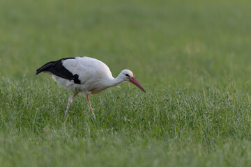 Cigogne blanche Ciconia ciconia en chasse dans une prairie