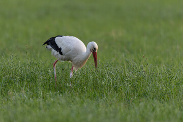 Cigogne blanche Ciconia ciconia en chasse dans une prairie