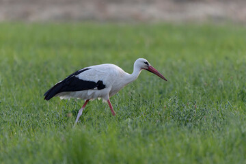 Cigogne blanche Ciconia ciconia en chasse dans une prairie
