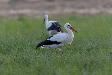 Cigogne blanche Ciconia ciconia en chasse dans une prairie