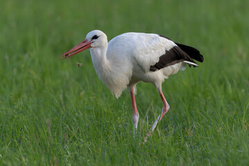 Cigogne blanche Ciconia ciconia en chasse dans une prairie