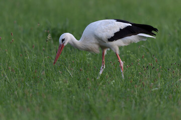 Cigogne blanche Ciconia ciconia en chasse dans une prairie