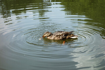 The duck is fed with bread on the surface of the pond