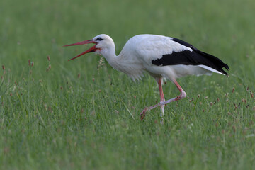 Fototapeta premium Cigogne blanche Ciconia ciconia en chasse dans une prairie