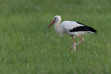 Cigogne blanche Ciconia ciconia en chasse dans une prairie