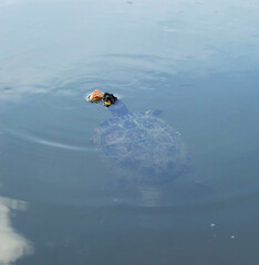 The water turtle feeds on bread in the pond