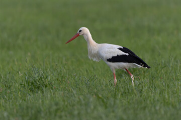 Fototapeta premium Cigogne blanche Ciconia ciconia en chasse dans une prairie
