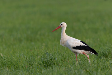 Cigogne blanche Ciconia ciconia en chasse dans une prairie