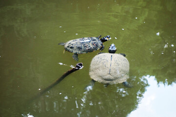 Two water turtles swim on the surface of a pond in the park