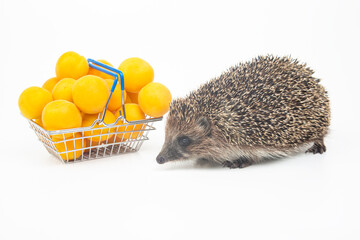 European hedgehog next to a basket of apricots on a white background