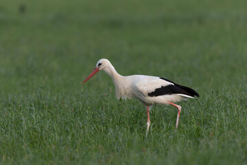 Cigogne blanche Ciconia ciconia en chasse dans une prairie