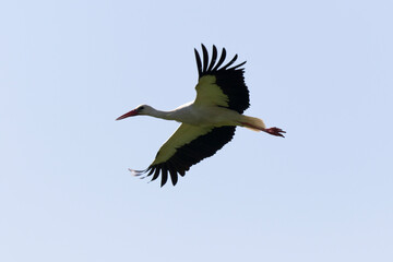 Cigogne blanche Ciconia ciconia en chasse dans une prairie