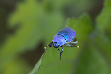 Hoplie bleue Hoplia coerulea sur la végétation basse en bord de Loire, France