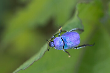 Hoplie bleue Hoplia coerulea sur la végétation basse en bord de Loire, France
