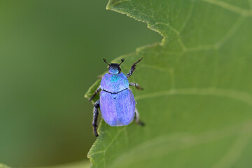 Hoplie bleue Hoplia coerulea sur la végétation basse en bord de Loire, France