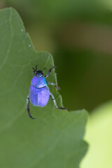 Hoplie bleue Hoplia coerulea sur la végétation basse en bord de Loire, France