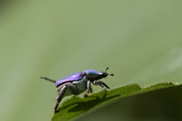 Hoplie bleue Hoplia coerulea sur la végétation basse en bord de Loire, France