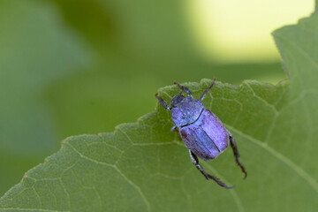 Hoplie bleue Hoplia coerulea sur la végétation basse en bord de Loire, France