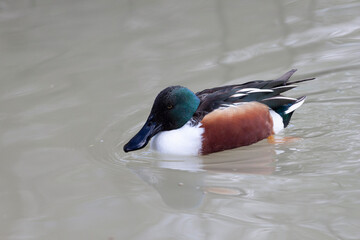 Canard souchet Spatula clypeata en gros plan