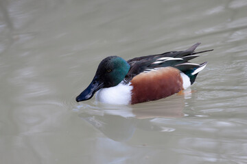 Fototapeta premium Canard souchet Spatula clypeata en gros plan