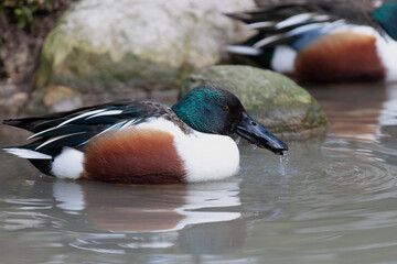 Canard souchet Spatula clypeata en gros plan